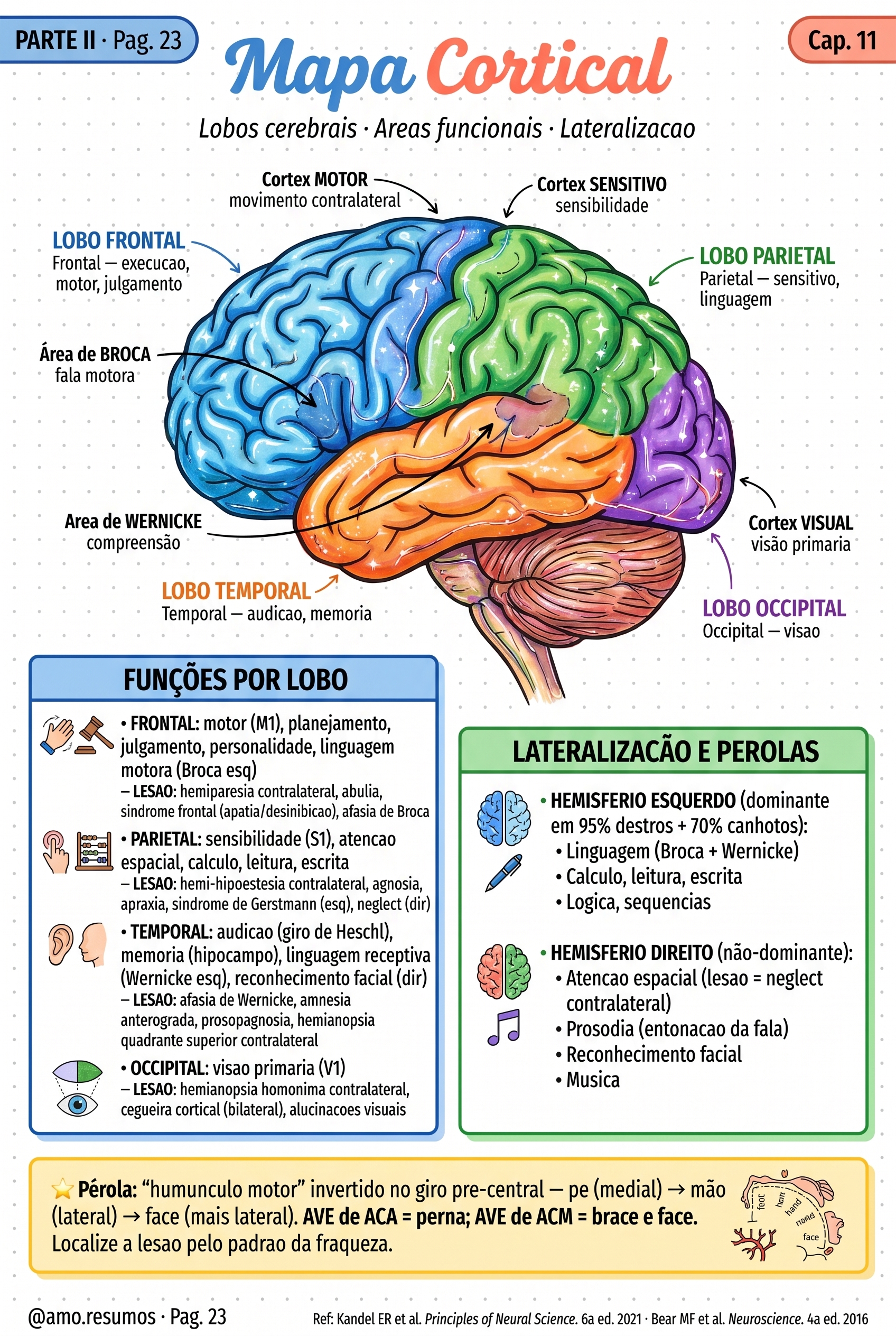 Mapa cortical