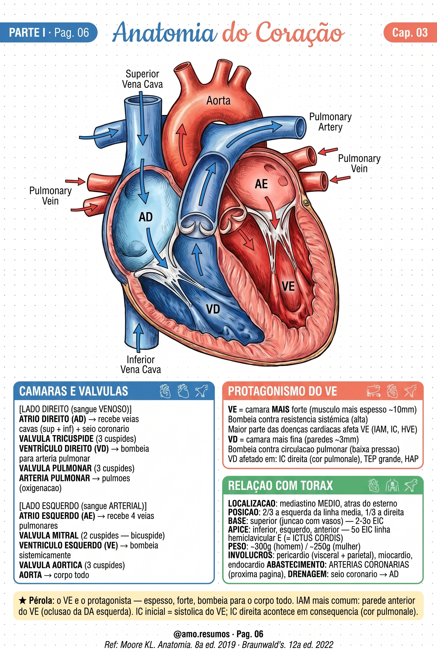 Anatomia do coração