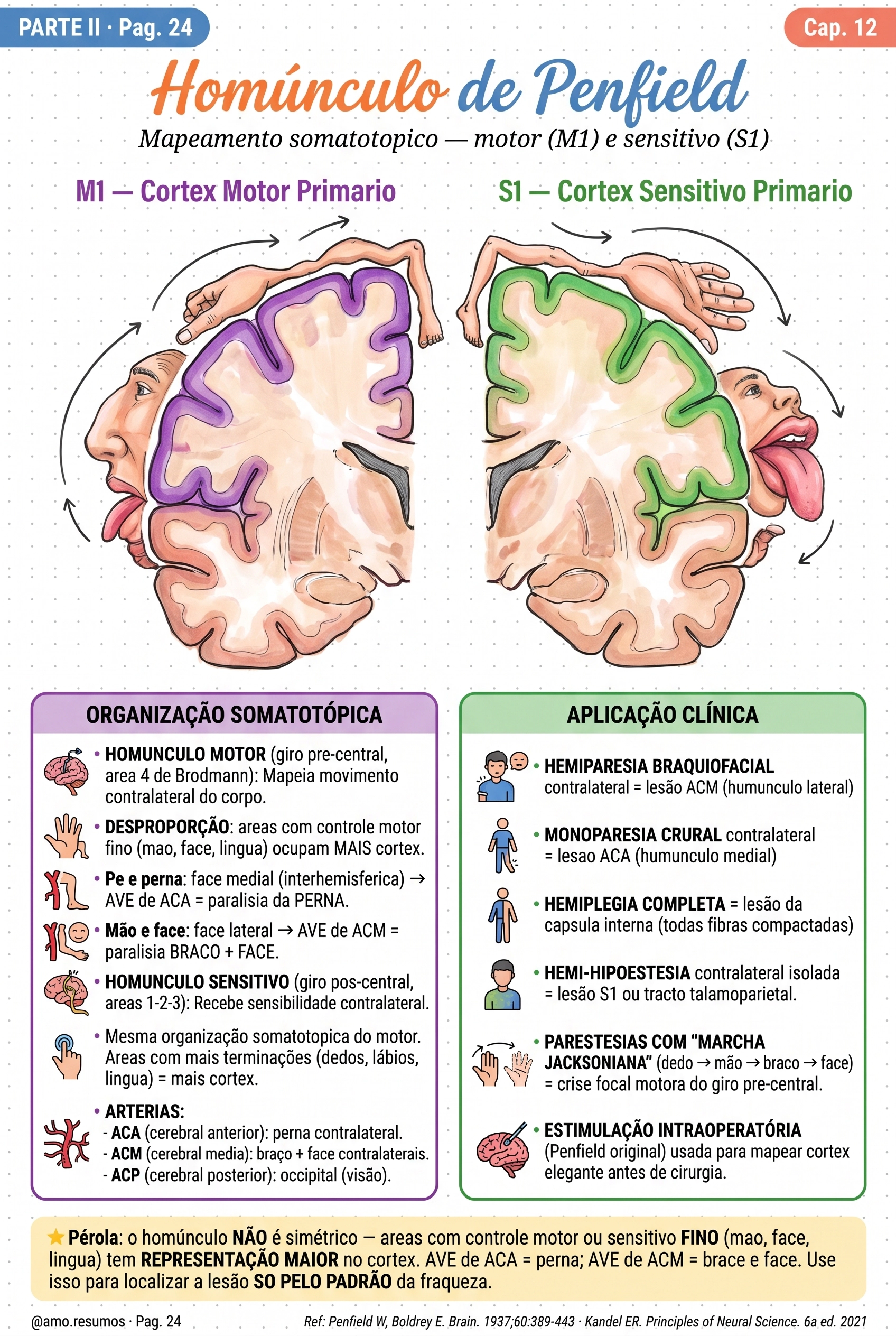 Homúnculo motor e sensitivo