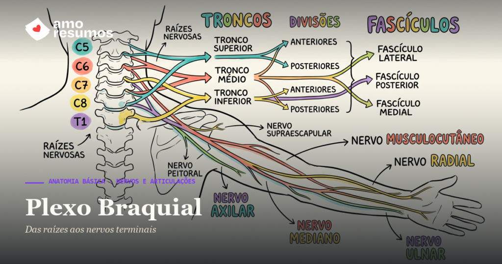 Plexo Braquial — ilustração hand-drawn — Amo Resumos