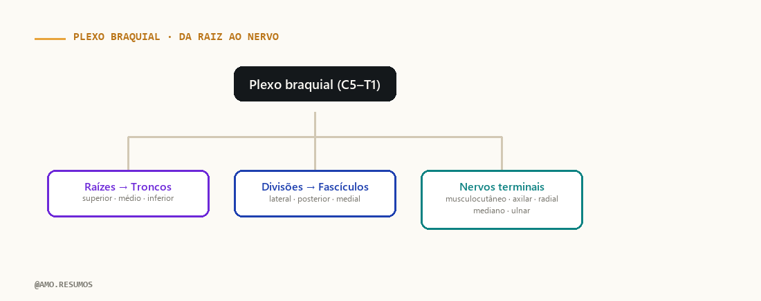 Esquema — Plexo Braquial