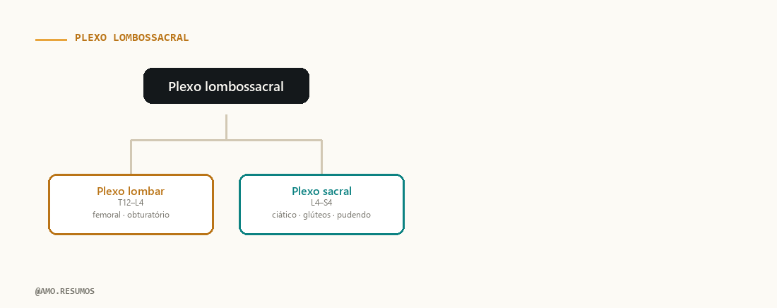 Esquema — Plexo Lombossacral