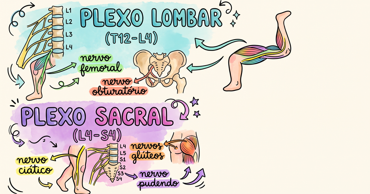 Plexo lombar e sacral e seus nervos principais — ilustração hand-drawn