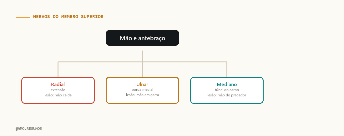 Esquema — Nervos do Membro Superior