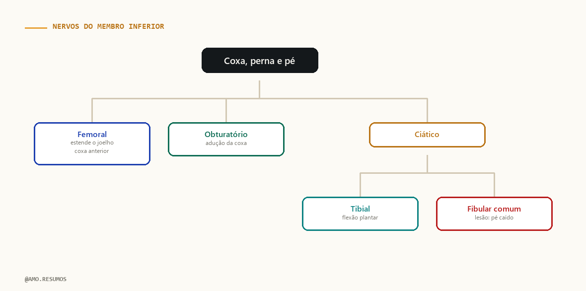 Esquema — Nervos do Membro Inferior