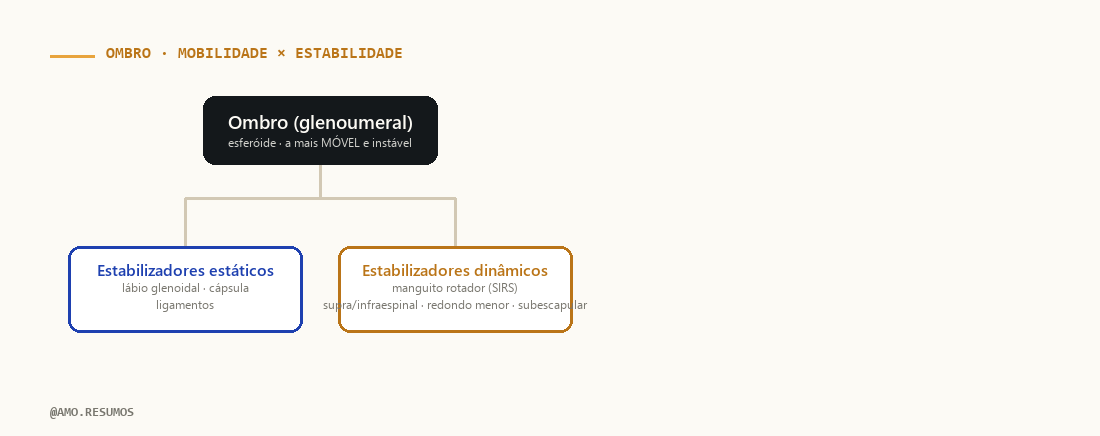 Esquema — Articulação do Ombro