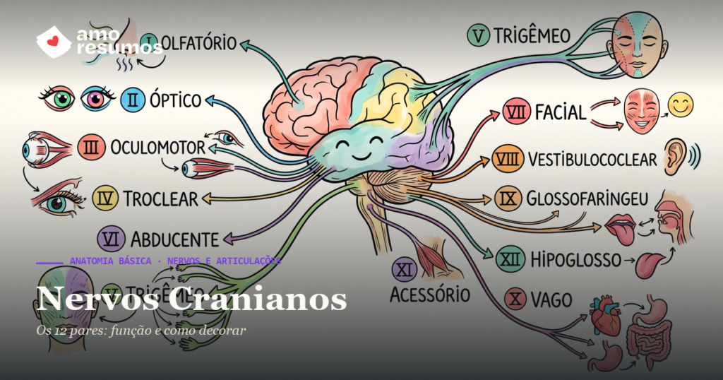 Nervos Cranianos — ilustração hand-drawn — Amo Resumos