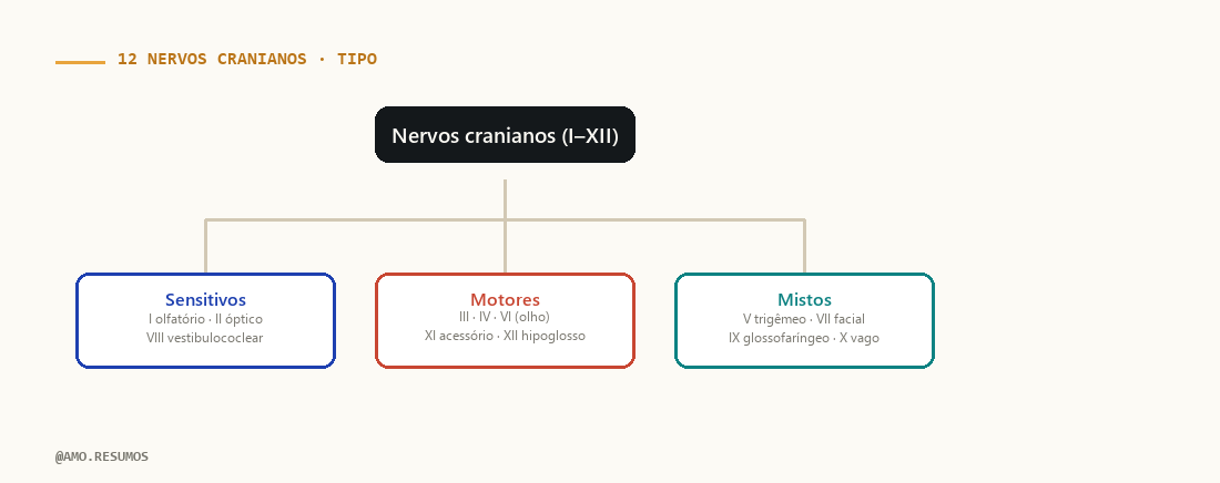 Esquema — Nervos Cranianos