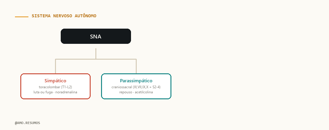 Esquema — Sistema Nervoso Autônomo