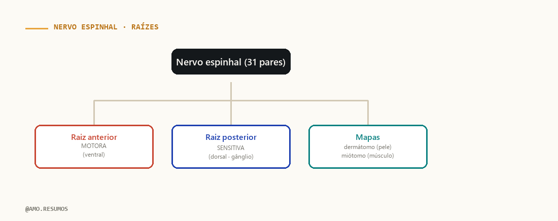 Esquema — Nervos Espinhais