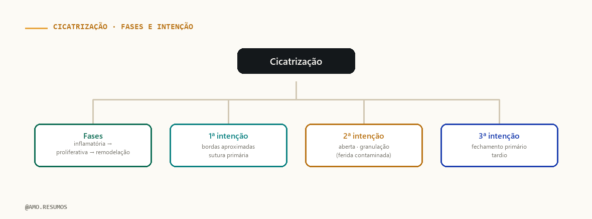 Esquema — Cicatrização de Feridas