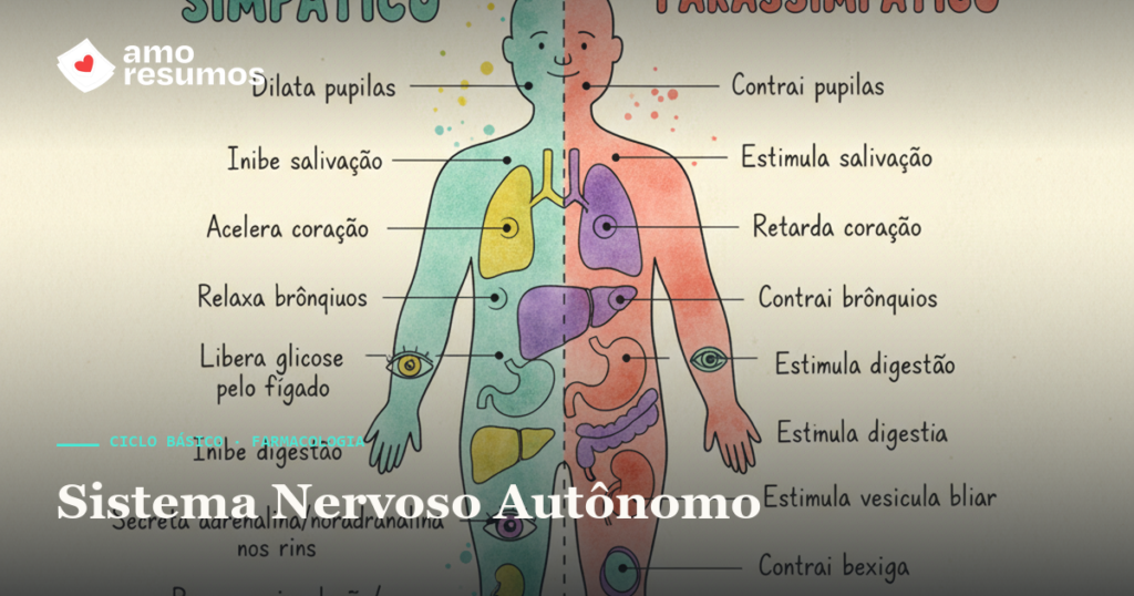 Farmacologia do sistema nervoso autônomo — ilustração doodle — Amo Resumos
