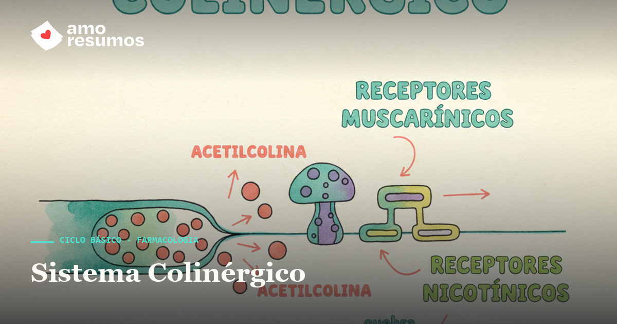 Sistema colinérgico e acetilcolina — ilustração doodle — Amo Resumos