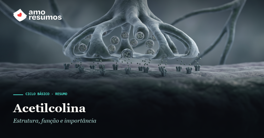 Acetilcolina — ilustração — Amo Resumos