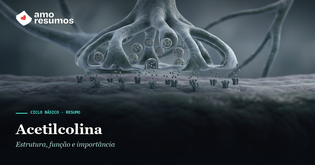 Acetilcolina — ilustração — Amo Resumos
