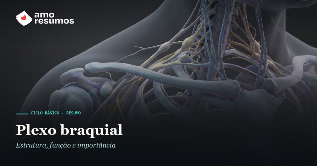 Plexo braquial — ilustração — Amo Resumos