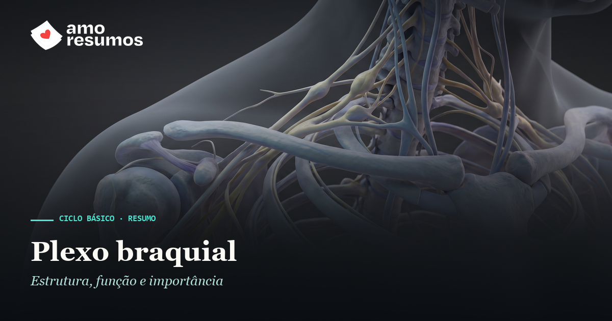 Plexo braquial — ilustração — Amo Resumos