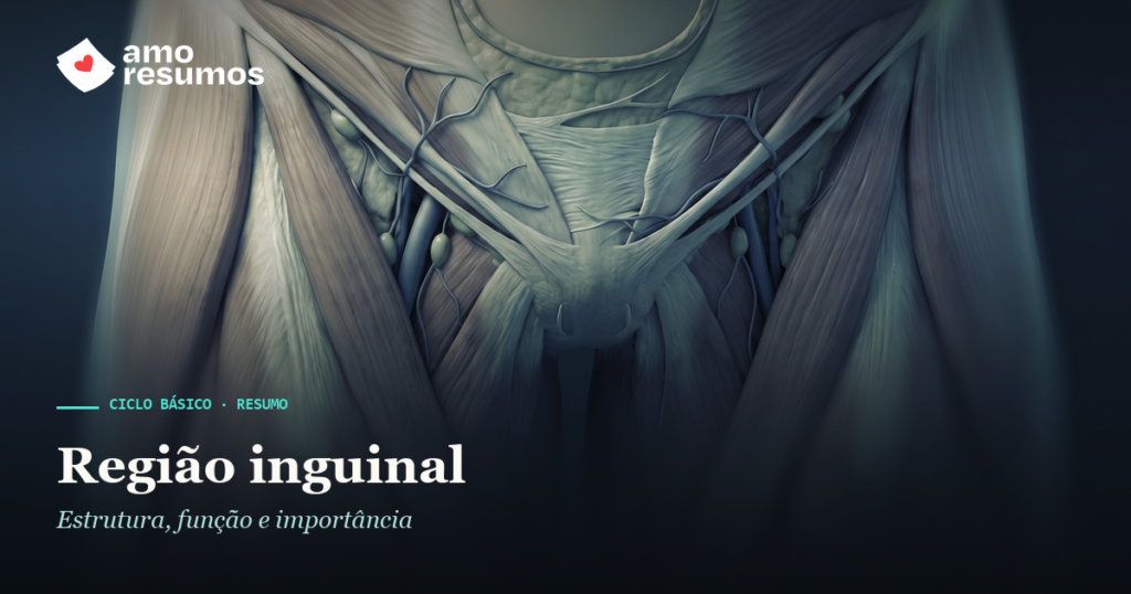Região inguinal — ilustração — Amo Resumos