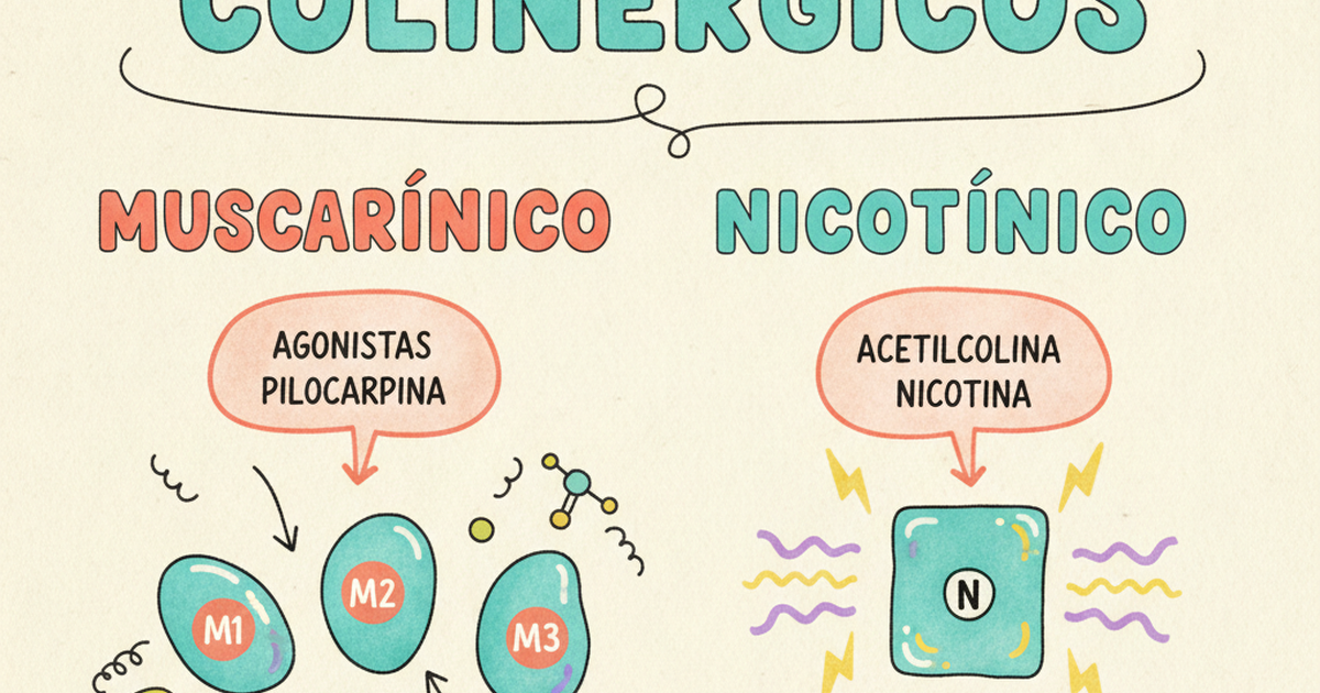 Receptores muscarínicos e nicotínicos e fármacos colinérgicos — Amo Resumos