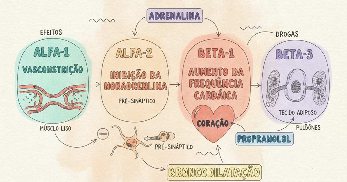 Receptores adrenérgicos alfa e beta e seus efeitos — Amo Resumos