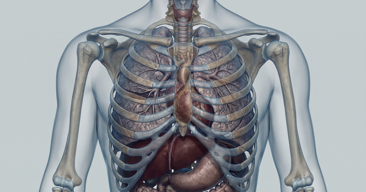Ausculta pulmonar — ilustração — Amo Resumos