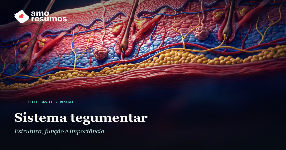 Sistema tegumentar — ilustração — Amo Resumos