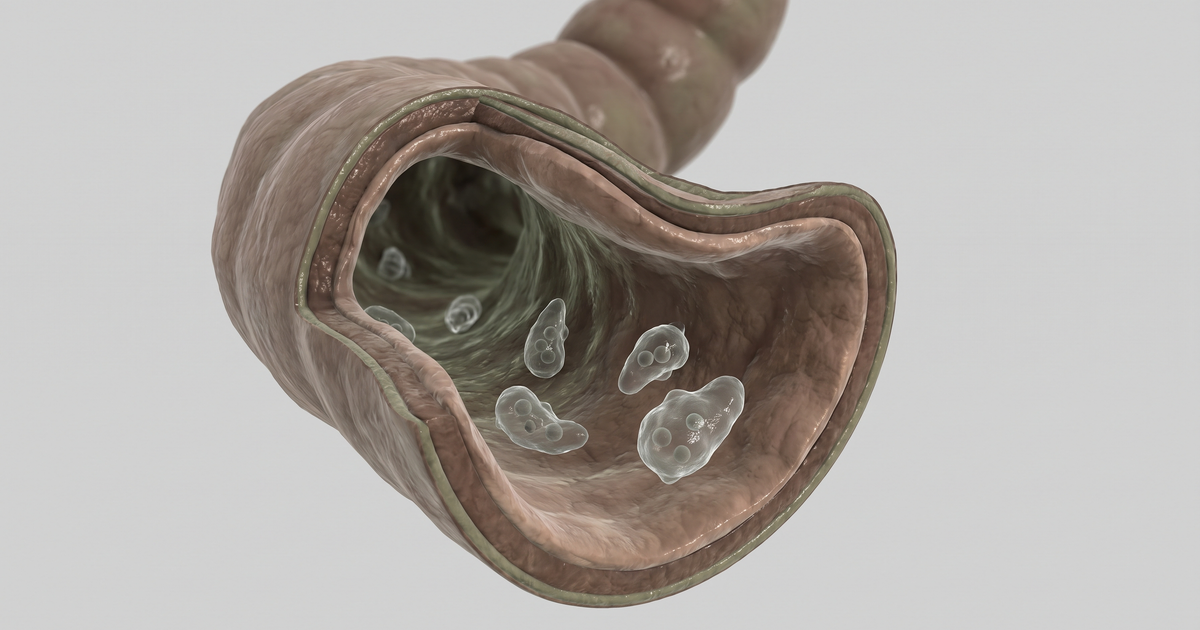 Entamoeba coli — ilustração — Amo Resumos