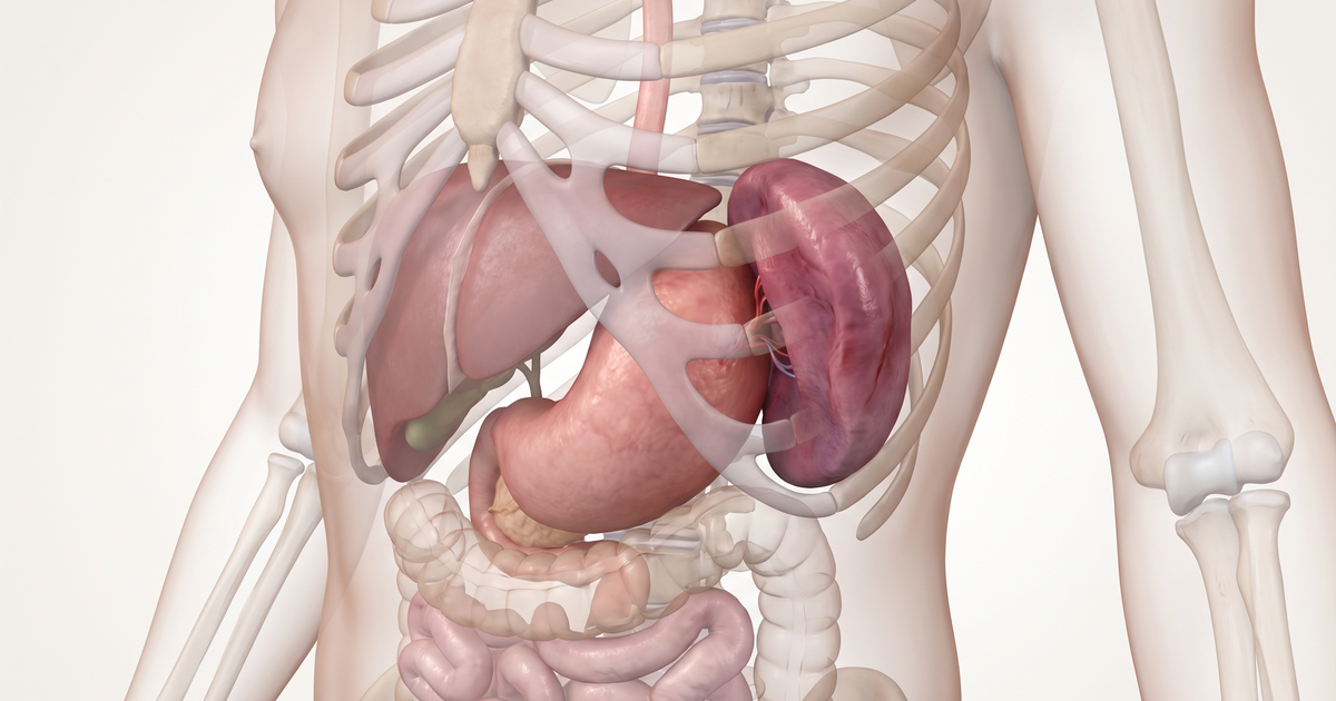 Esplenomegalia — ilustração — Amo Resumos